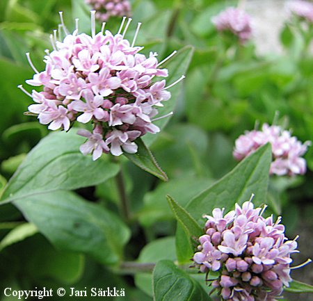 Valeriana virmajuuri